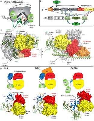 Molecular Mechanisms of Human Disease Mediated by Oncogenic and Primary Immunodeficiency Mutations in Class IA Phosphoinositide 3-Kinases